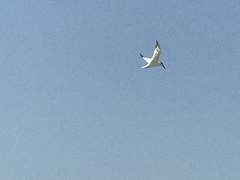 Thalasseus sandvicensis