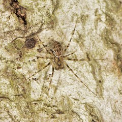 Drapetisca alteranda