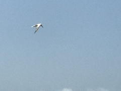 Thalasseus sandvicensis