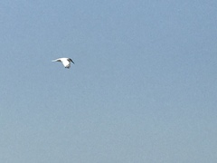 Thalasseus sandvicensis