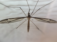 Acutipula