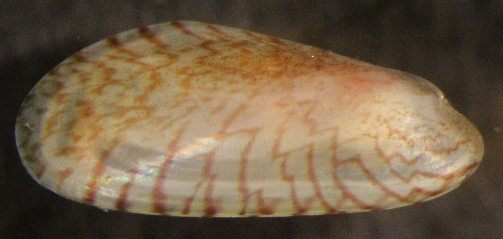 Atlantic Papermussel