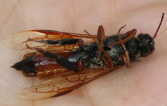 Sirex juvencus