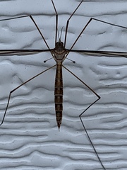 Acutipula