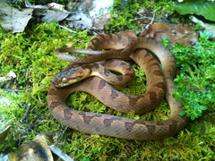 Leptodeira polysticta
