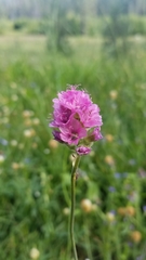 Sidalcea oregana spicata