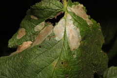 Phyllonorycter coryli