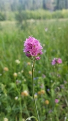 Sidalcea oregana spicata