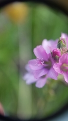 Sidalcea oregana spicata