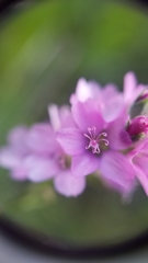 Sidalcea oregana spicata