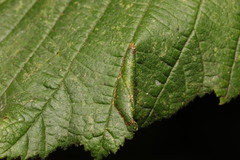 Phyllonorycter nicellii