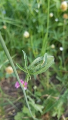 Sidalcea oregana spicata