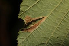 Phyllonorycter nicellii
