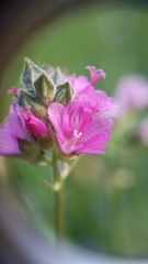 Sidalcea oregana spicata