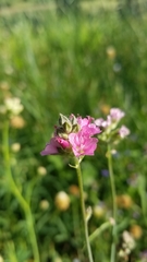 Sidalcea oregana spicata
