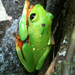 Black-eyed Tree Frog - Photo (c) Berenice García, some rights reserved (CC BY-NC), uploaded by Berenice García