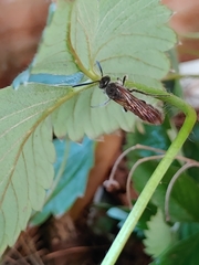 Scoliidae