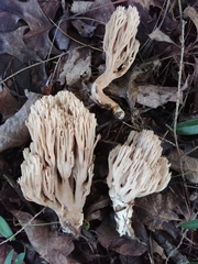 Ramaria fennica