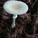 Small Funnel-Veil Amanita - Photo (c) freyabairdsen, some rights reserved (CC BY-NC)