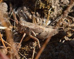 Melanoplus oreophilus