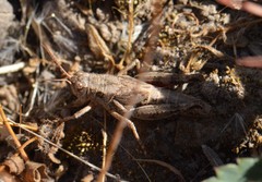 Melanoplus oreophilus
