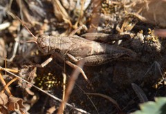Melanoplus oreophilus