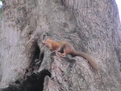 Notocitellus annulatus