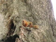 Notocitellus annulatus