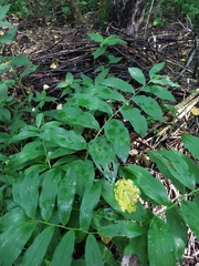 Polygonatum × hybridum