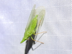 Rhynchomitra recurva