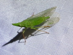 Rhynchomitra recurva