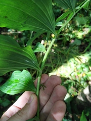 Polygonatum × hybridum