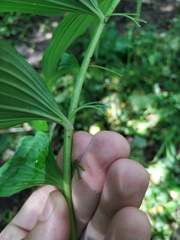 Polygonatum × hybridum