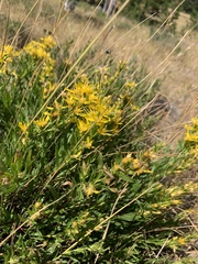 Columbiadoria hallii