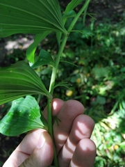 Polygonatum × hybridum