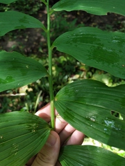 Polygonatum × hybridum