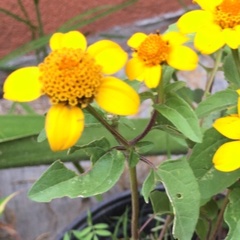 Heliopsis annua