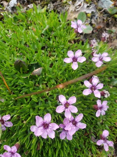 Moss Campion
