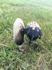 Coprinus comatus