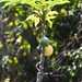 Vasconcellea sphaerocarpa - Photo (c) Apipa, some rights reserved (CC BY-NC), uploaded by Apipa