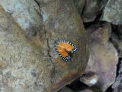 Pseudatteria volcanica