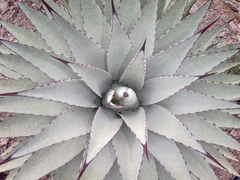 Agave parryi