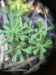 Antennaria suffrutescens