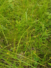 Carex flava