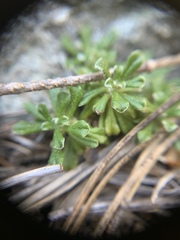 Antennaria suffrutescens