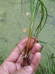 Carex elongata