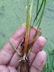 Carex elongata