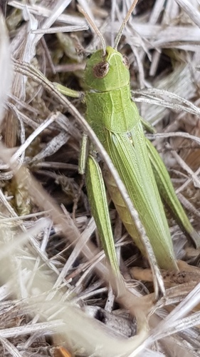 Steppe Grasshopper, photo 7 of 9