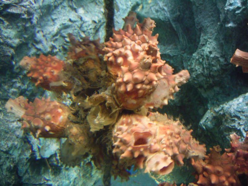 Korean Common Sea Squirt