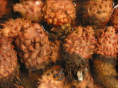 Korean Common Sea Squirt photo 4